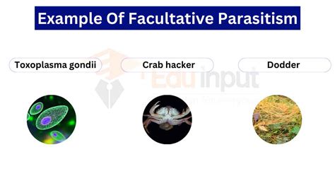 parasite kisscartoon